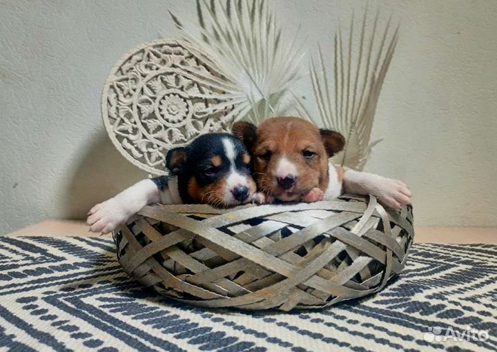 Щенки Басенджи