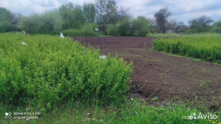 Спирея вангутта продам