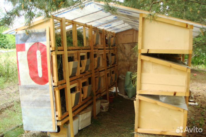 Мини ферма для разведения кроликов