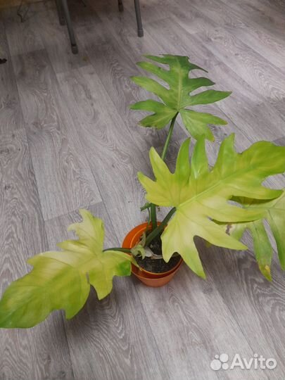 Филодендроны