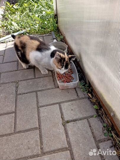 Трехцветная кошечка в добрые руки