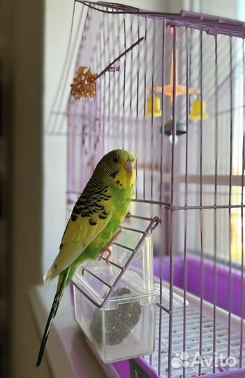 Передержка собак,кошек,птичек.Передержка животных