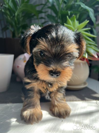 Йоркширский терьер