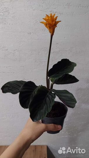 Калатея,бегония,фикус, стрелиция, пеперомия