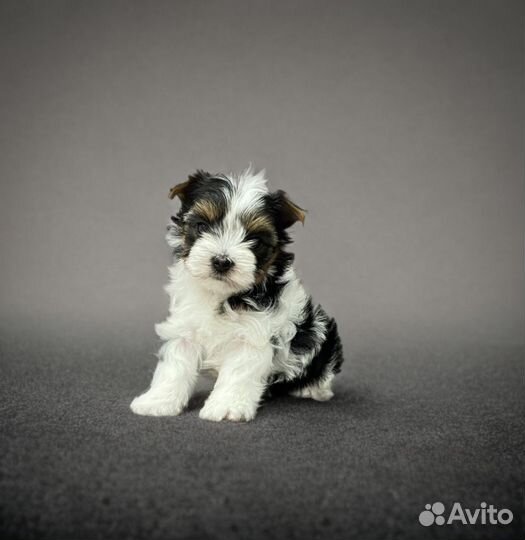 Бивер йорк, девочка мини