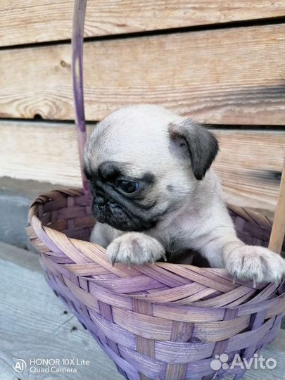 Щенки мопса