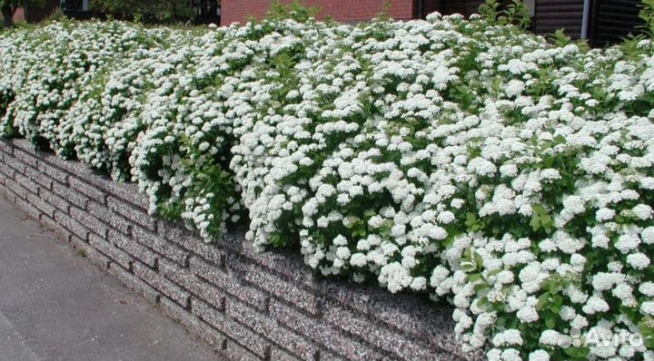 Изгородь и спиреи