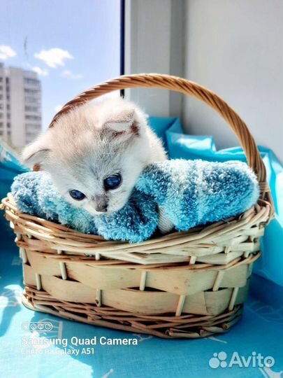 Котёнок Британец Серебристая шиншилла