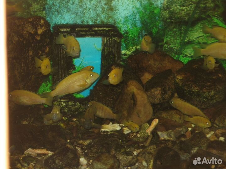 Цихлида-колибри