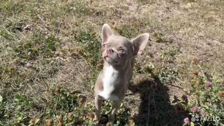 Щенки чихуахуа РКФ