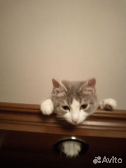 Котики