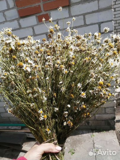 Ромашка сушеная