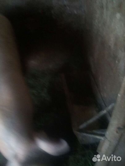 Хряк на племя