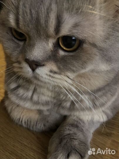 Шотландский котик ищет подружку