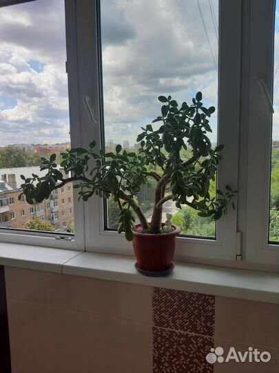 Денежное дерево толстянка