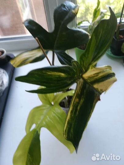 Филодендрон маска