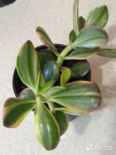 Крассулы хаммелс гост, голлум