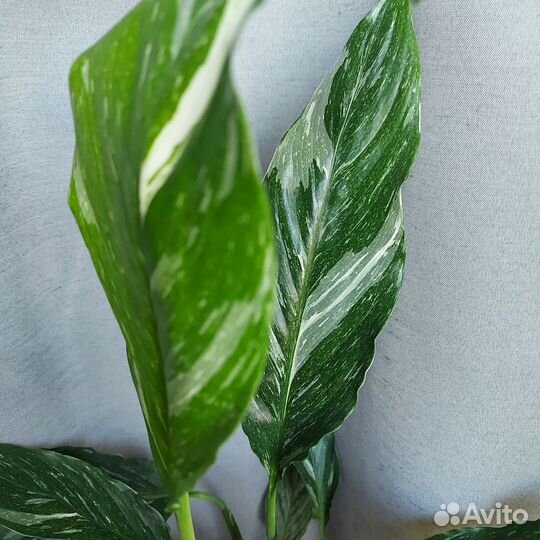 Спатифиллум Вайт Даймонд