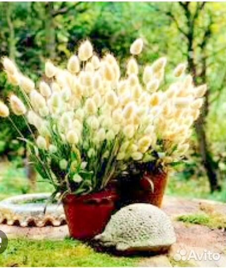 Лагурус, зайцехвост, семена