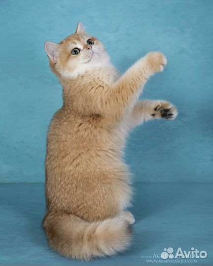 Британская кошка, золотая шиншилла