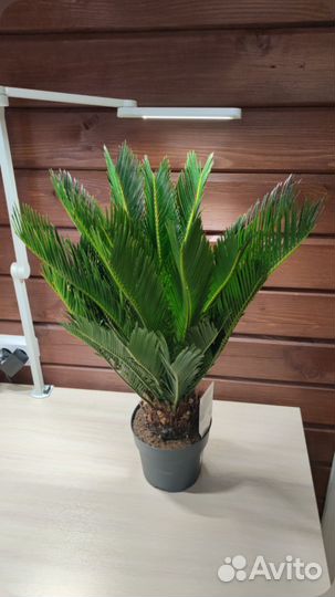Пальма цикас комнатное растение