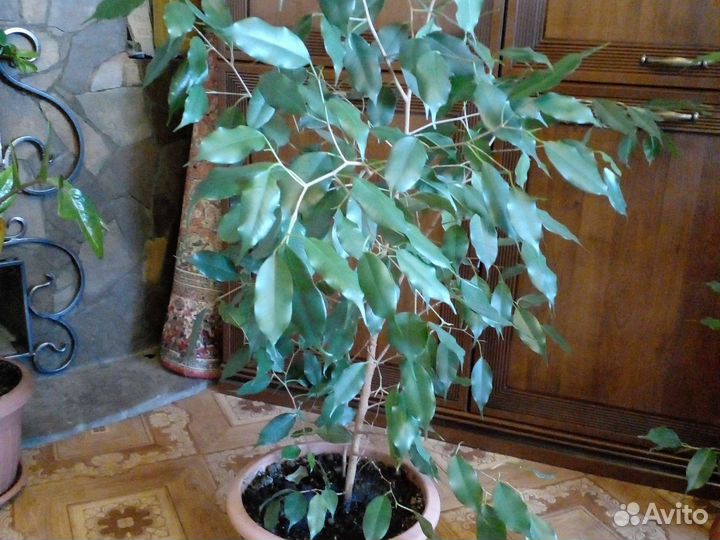 Фикусы.Зомиокулькасы и драцены