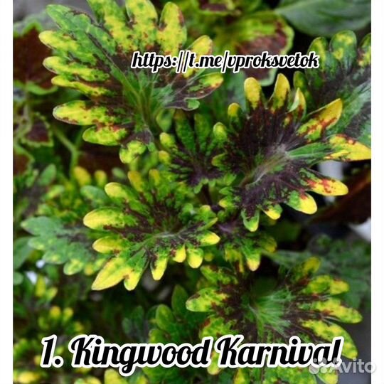 Колеусы вегетативные