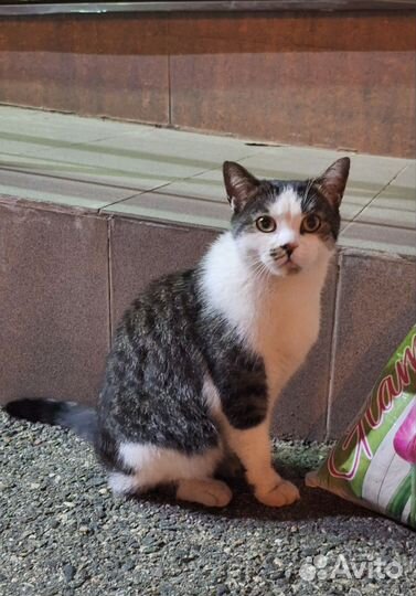 Отдам кошку в добрые руки