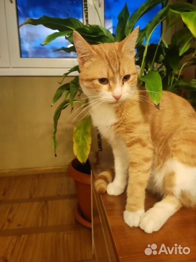 Кот стерильный