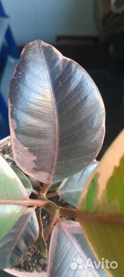 Фикус эластика Белиз