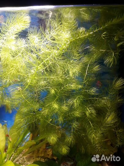 Украшения для аквариума