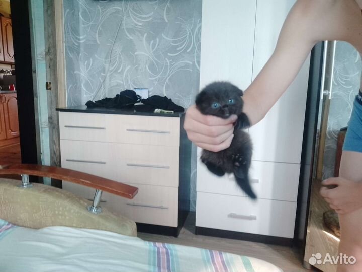 Отдам котят