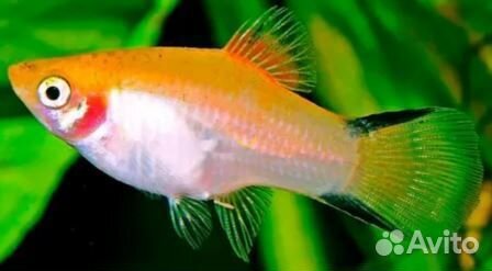 Аквариумные рыбки