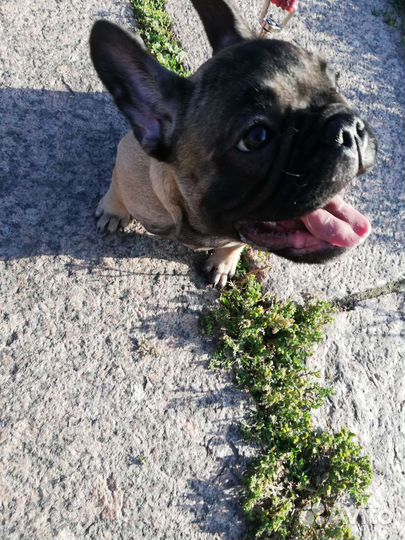Французский бульдог щенки