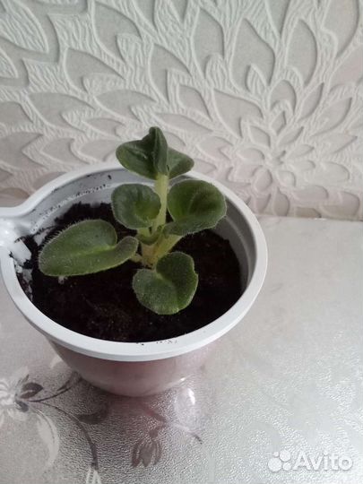 Фиалка детки