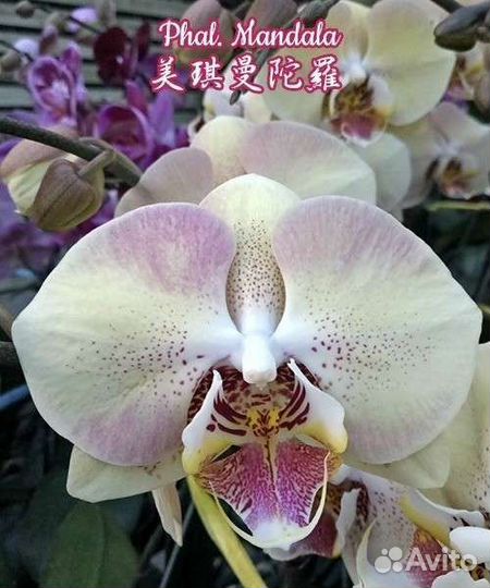Орхидея фаленопсис P.Mandala 3.5