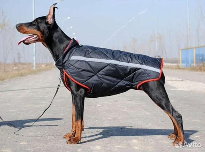 Попона для собаки