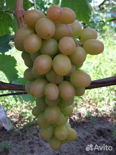 Саженцы винограда и плодовых