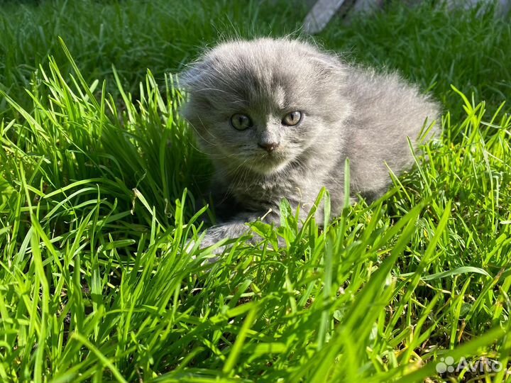 Британскте котята