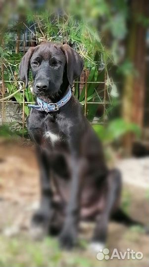 Щенок дратхаара (метис) в добрые руки