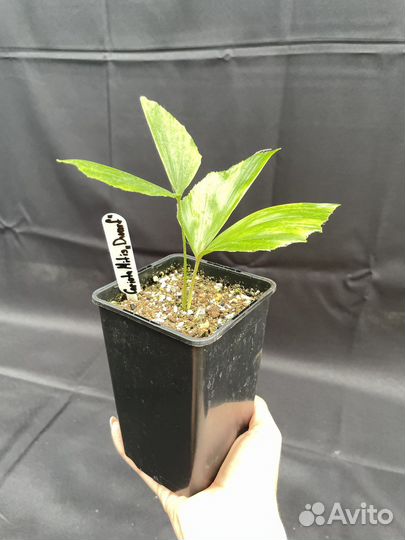 Caryota mitis dwarf / кариота митис (карликовая)