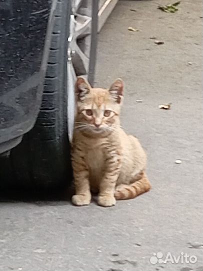 Маленький рыжий котенок под машинами