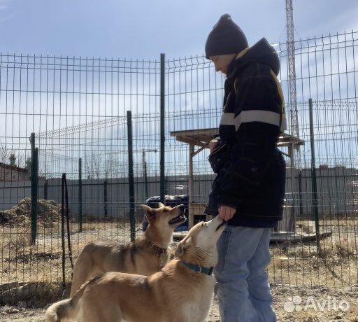 Зоопсихолог для собак. Зооняня