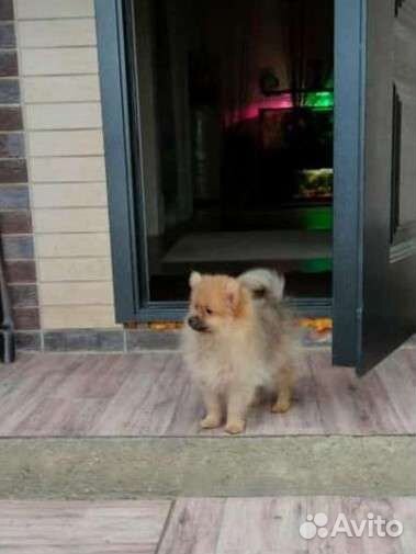 Шпиц 2 месяца