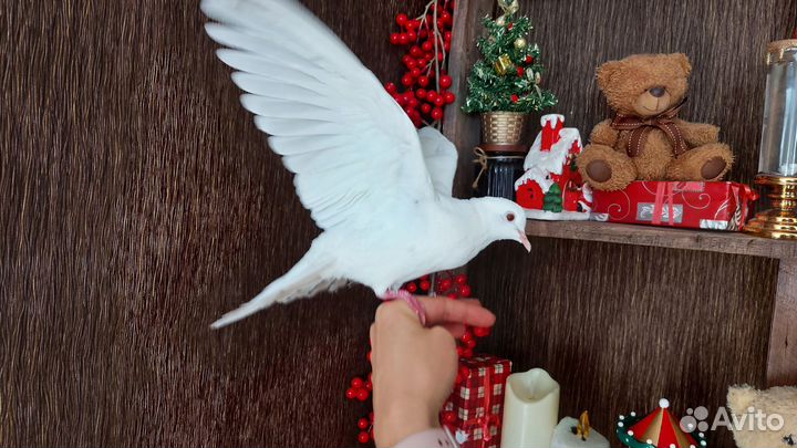 Белый голубь бесплатно