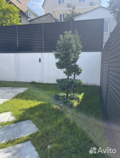 Растение хвойные