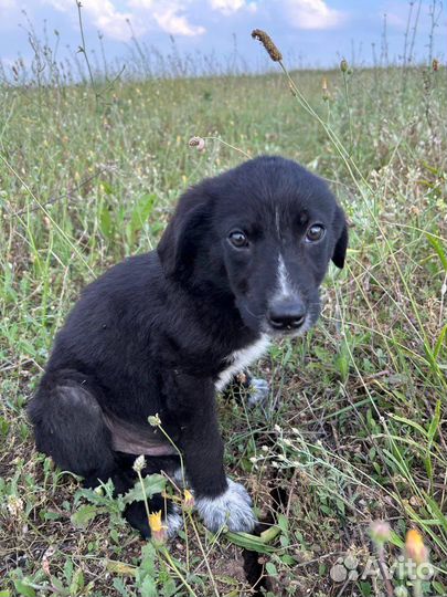Собаки щенки