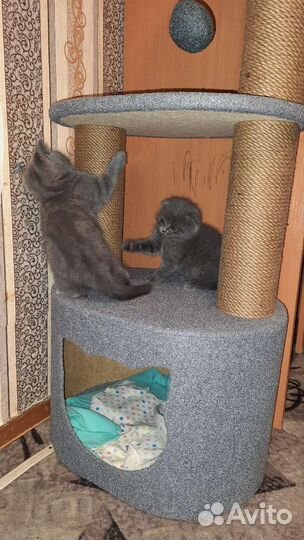 Британцы кот и кошка в заботливую семью