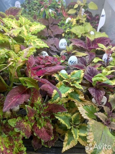 Колеусы 150 сортов