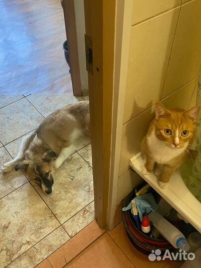 Передержка домашних животных